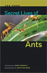 Secret Lives of Ants Jae Choe Author