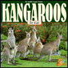 Kangaroos for Kids (Wildlife for Kids Series)