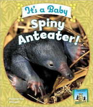 It's a Baby Spiny Anteater! - Katherine Hengel